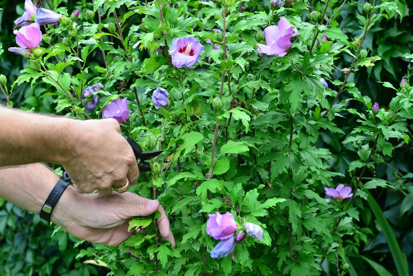 7 Key Differences Between Pruning And Deadheading Hibiscus In Florida