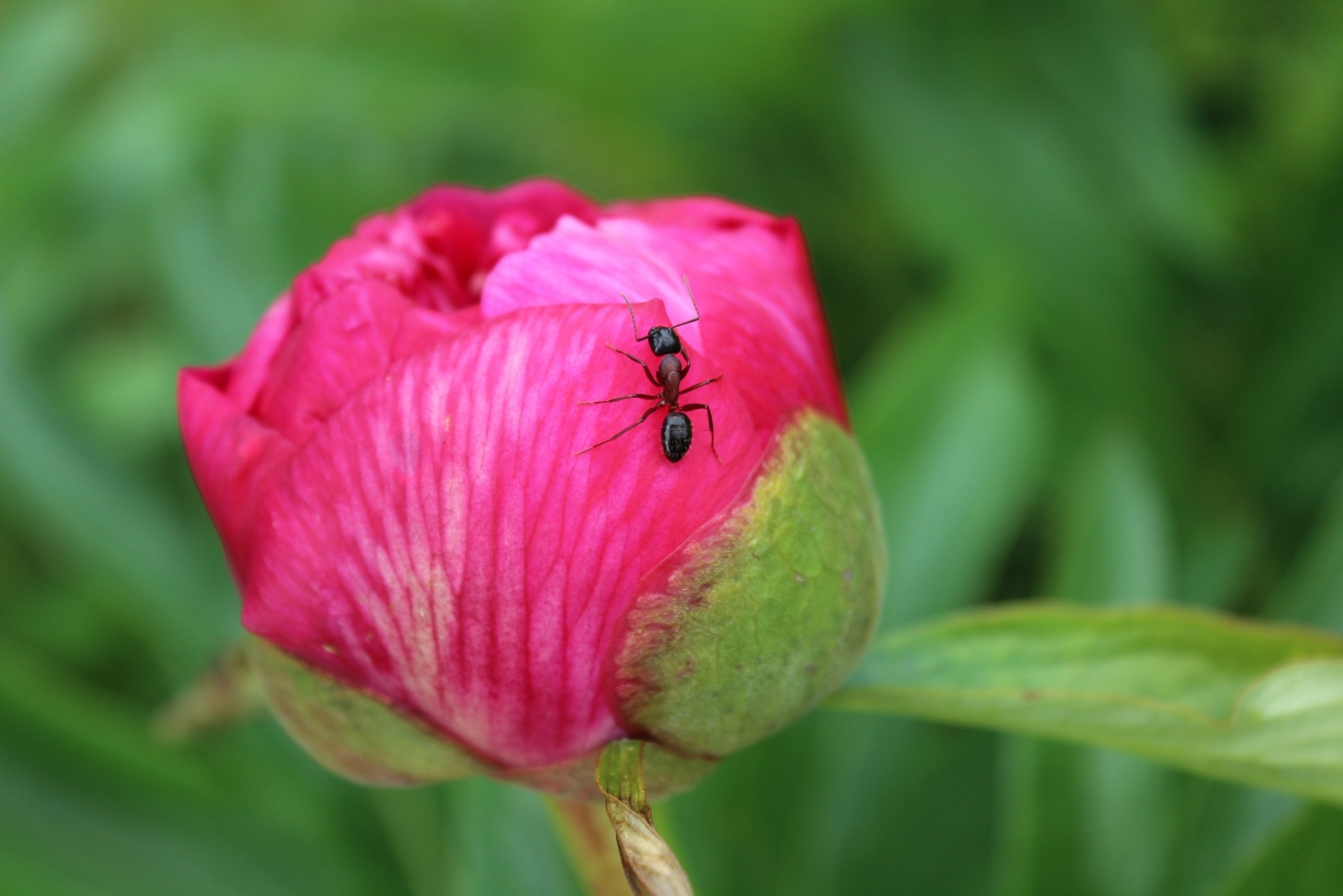 7 Reasons Ants Could Be Good For Peonies In Pennsylvania