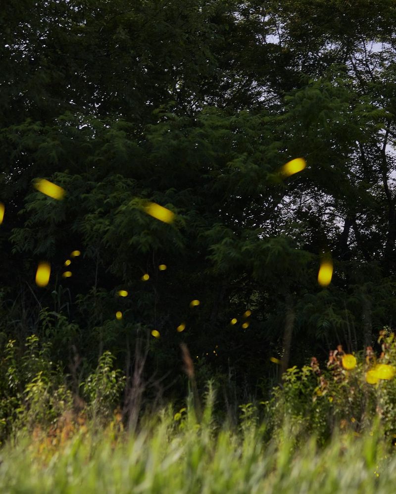 Habitat Loss Threatens Firefly Homes