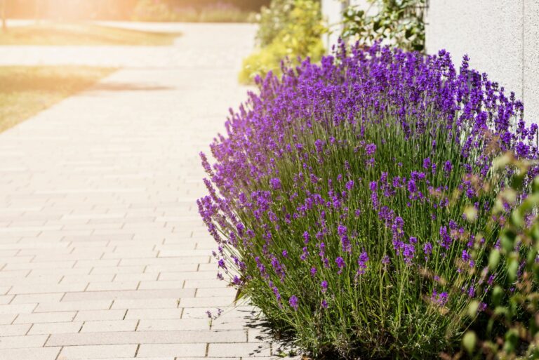 Lavender Flower Bush Growing along Sidewalk