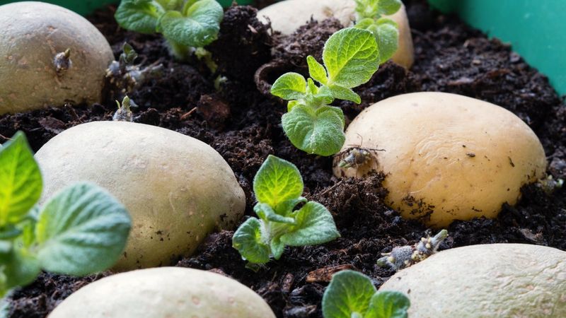 Magical Multiplication From Single Tubers