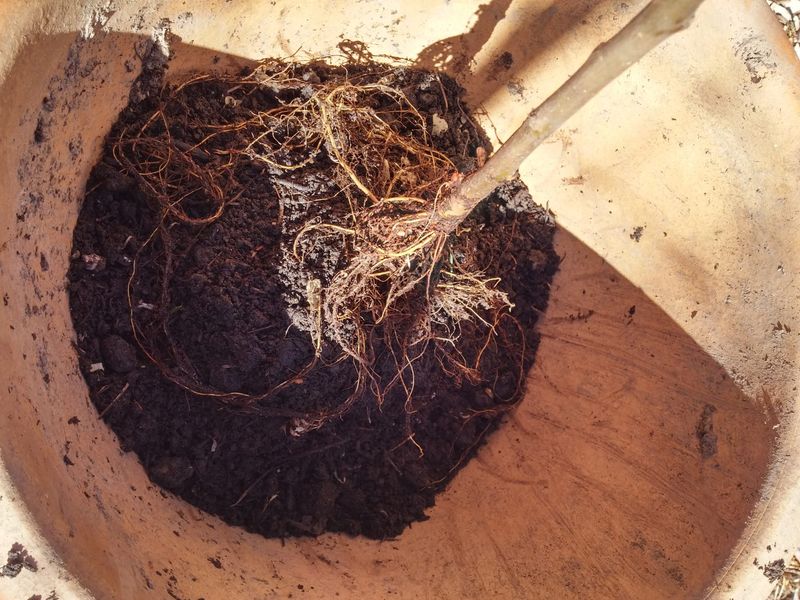 Root Establishment Before Winter Frost