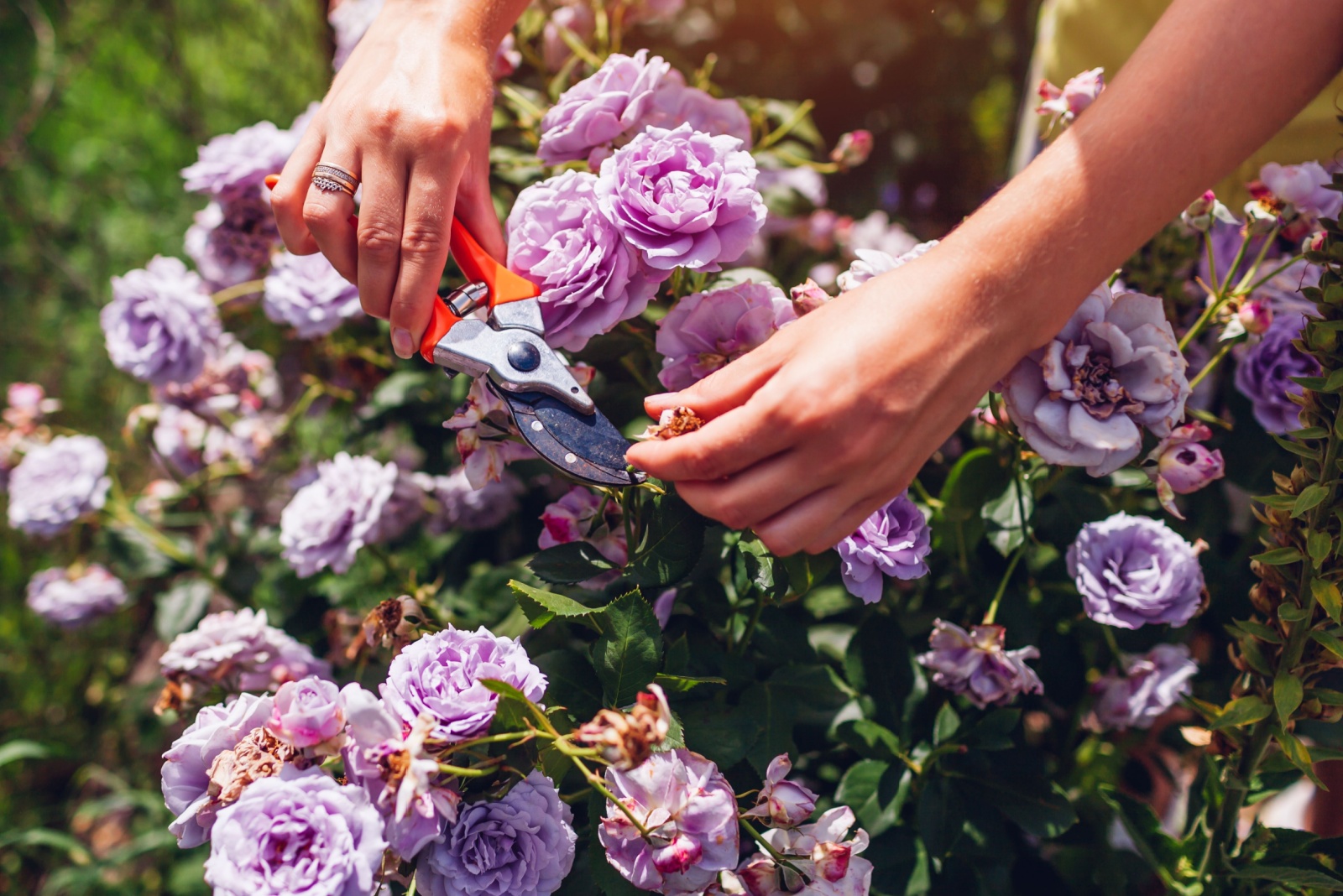 7 Reasons To Deadhead Rose Bushes In New Jersey Yards
