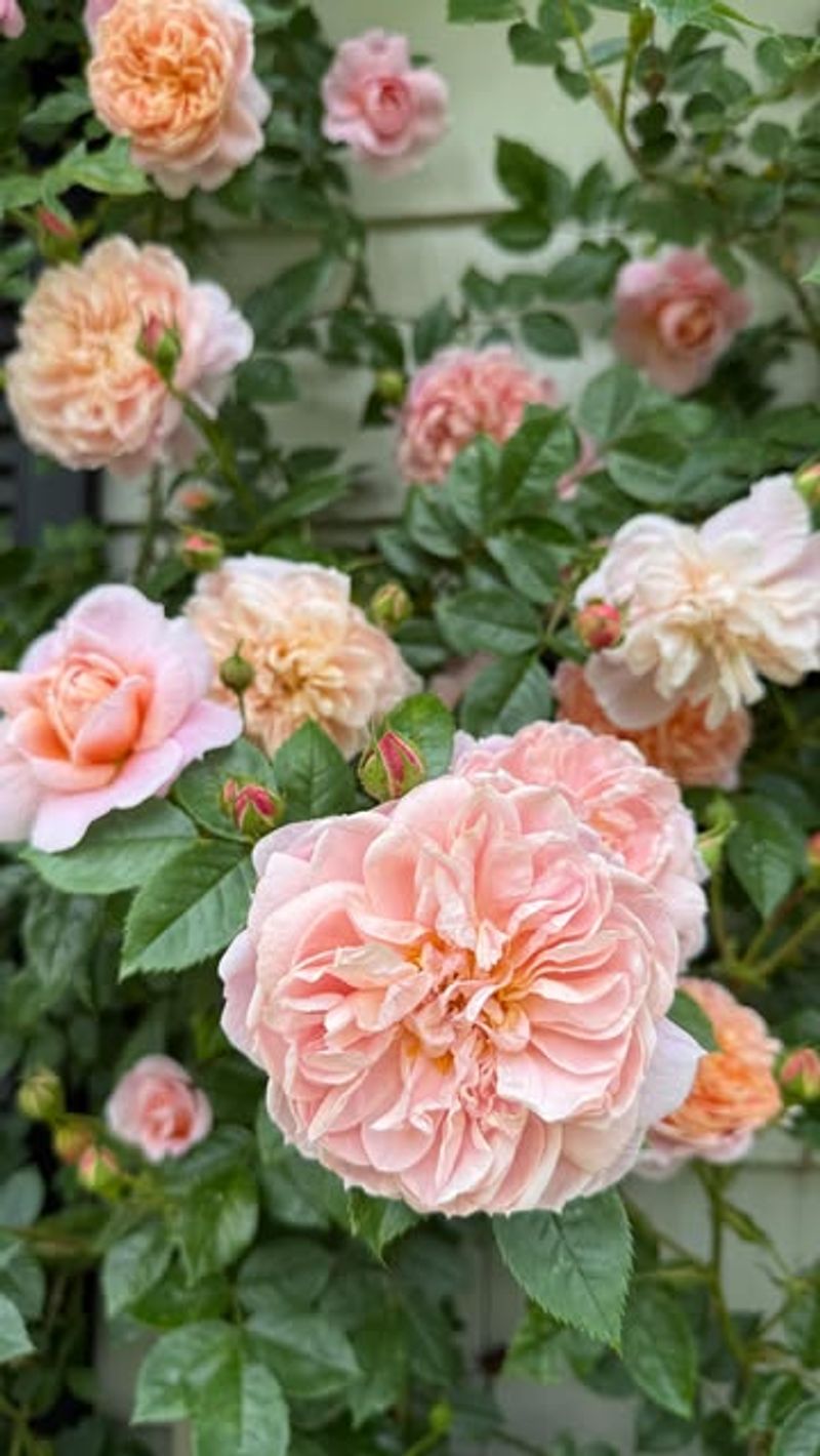 Boosts Summer-Long Flowering