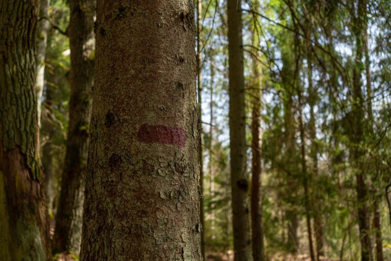 Forest Tree with Trail Mark in Purple Paint