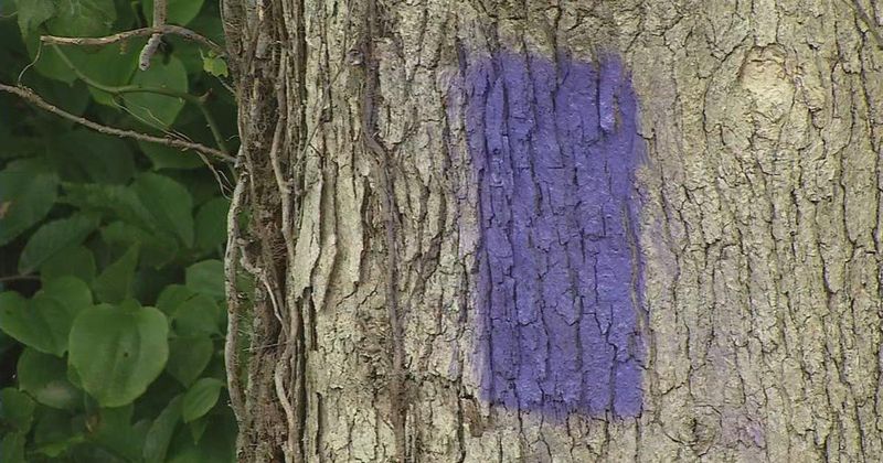 Kentucky's Purple Paint Law