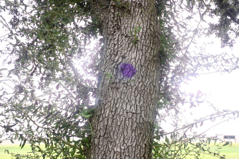 tree (featured image)