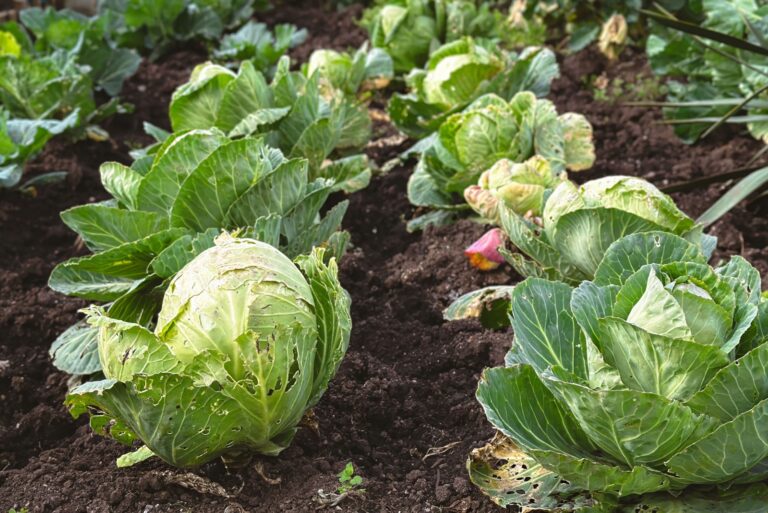 A row of green cabbage plants are growing in the dirt.