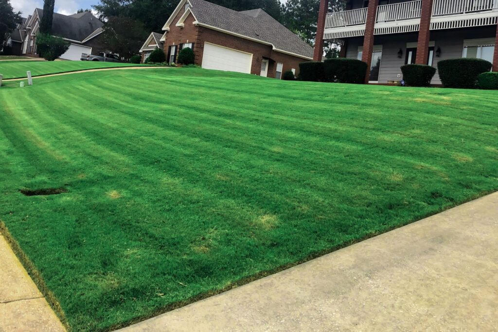 Beautiful view of Zoysia Grass Clippings And Canine Sickness