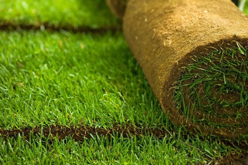 Emerald Zoysia: The Plush Carpet Option