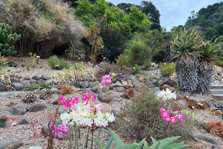 Beautiful white and pink daffodils on raised beds at UC Berkeley Botanical Garden California USA