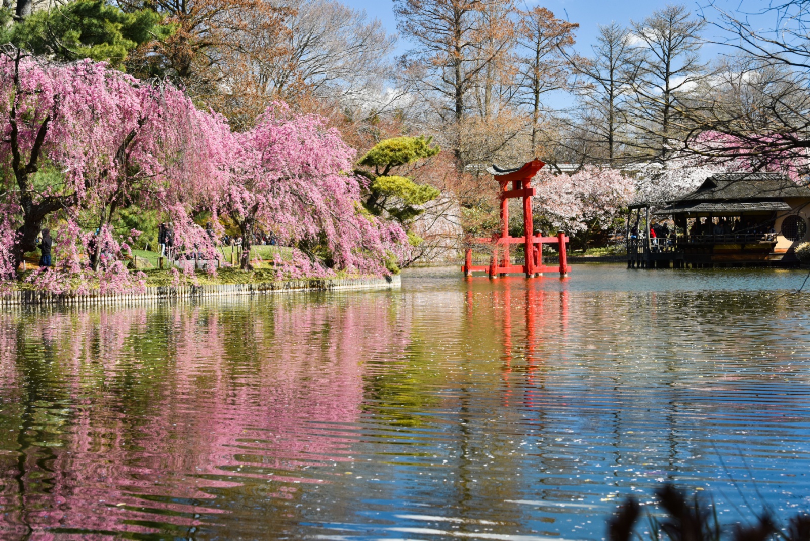View of the Japanese Garden at Brooklyn Botanical Garden