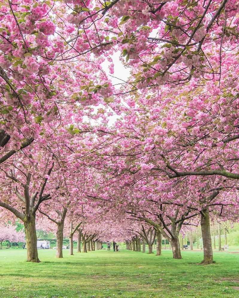 Kanzan Cherry Trees Along Cherry Esplanade