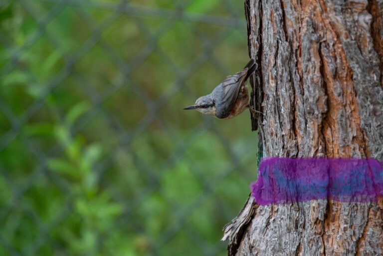 purple paint on a tree