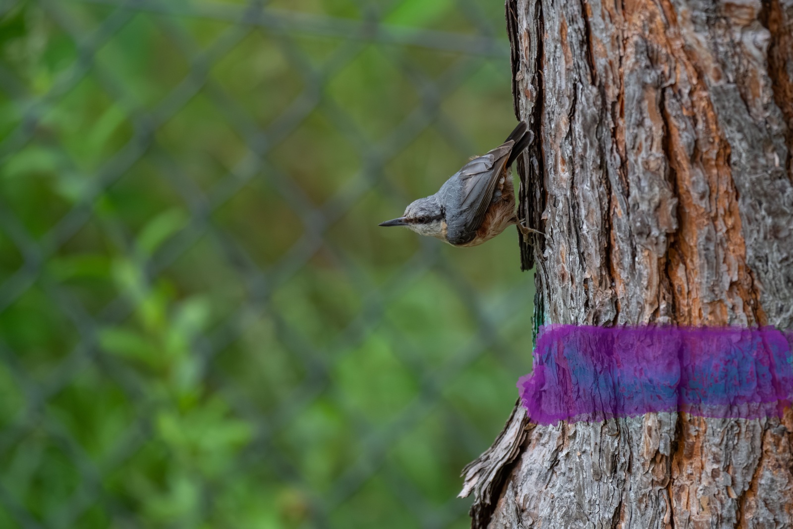 7 Things To Know About Purple Paint On Arizona Trees