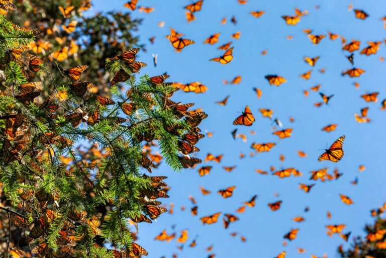 Monarch butterflies