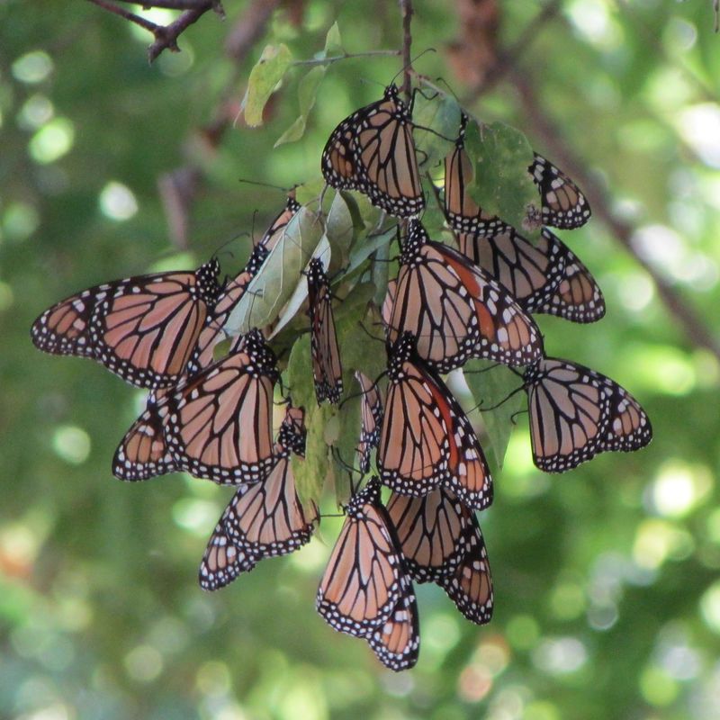 Two Migration Seasons Through The Lone Star State