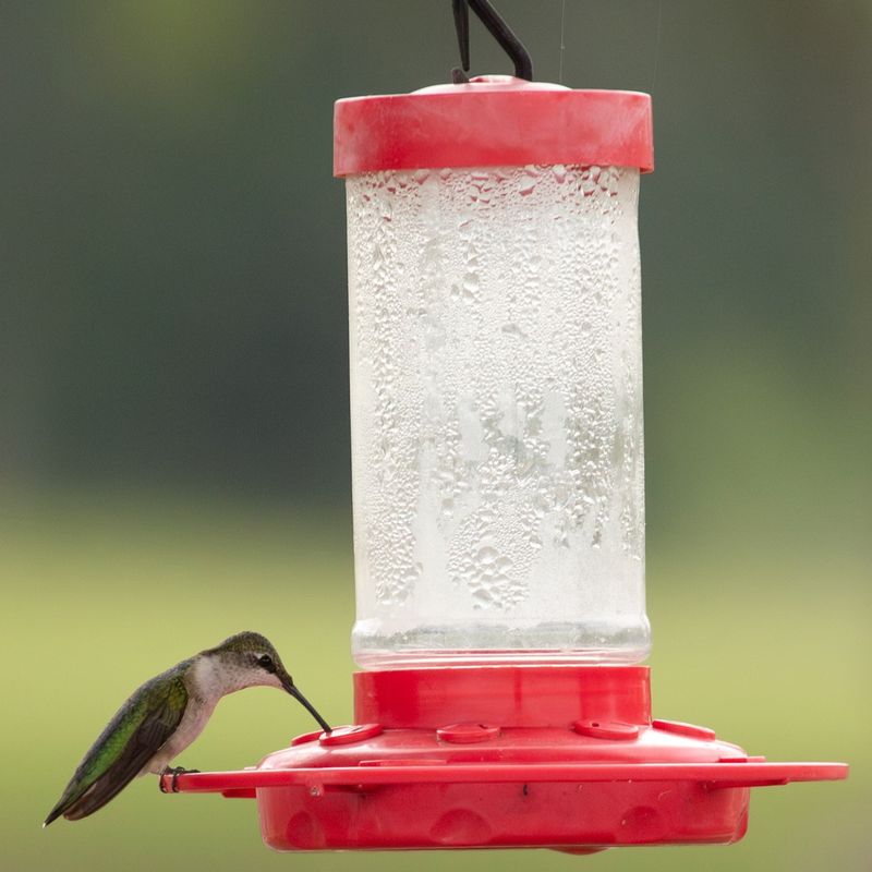 Clean Feeders Weekly During Peak Migration