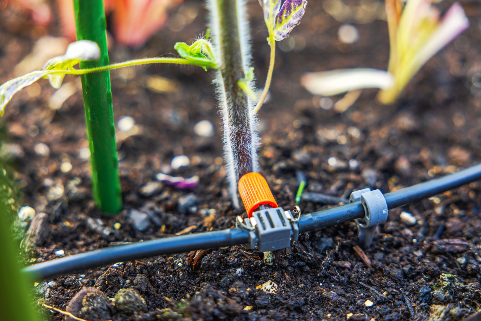 7 Tricks Arizona Gardeners Use To Keep Plants Watered On Vacation