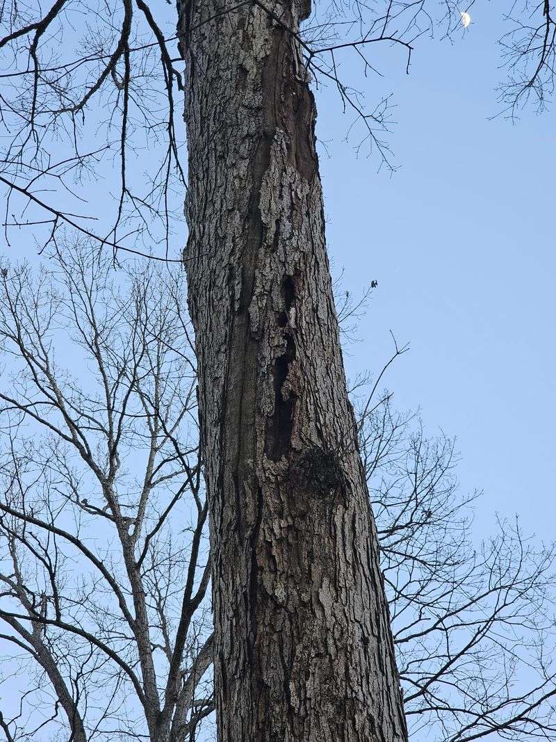 Deep Cracks In The Trunk