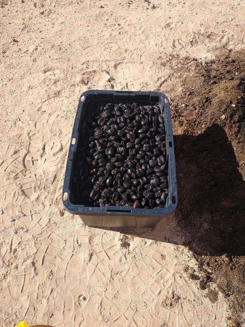 Mix With Compost