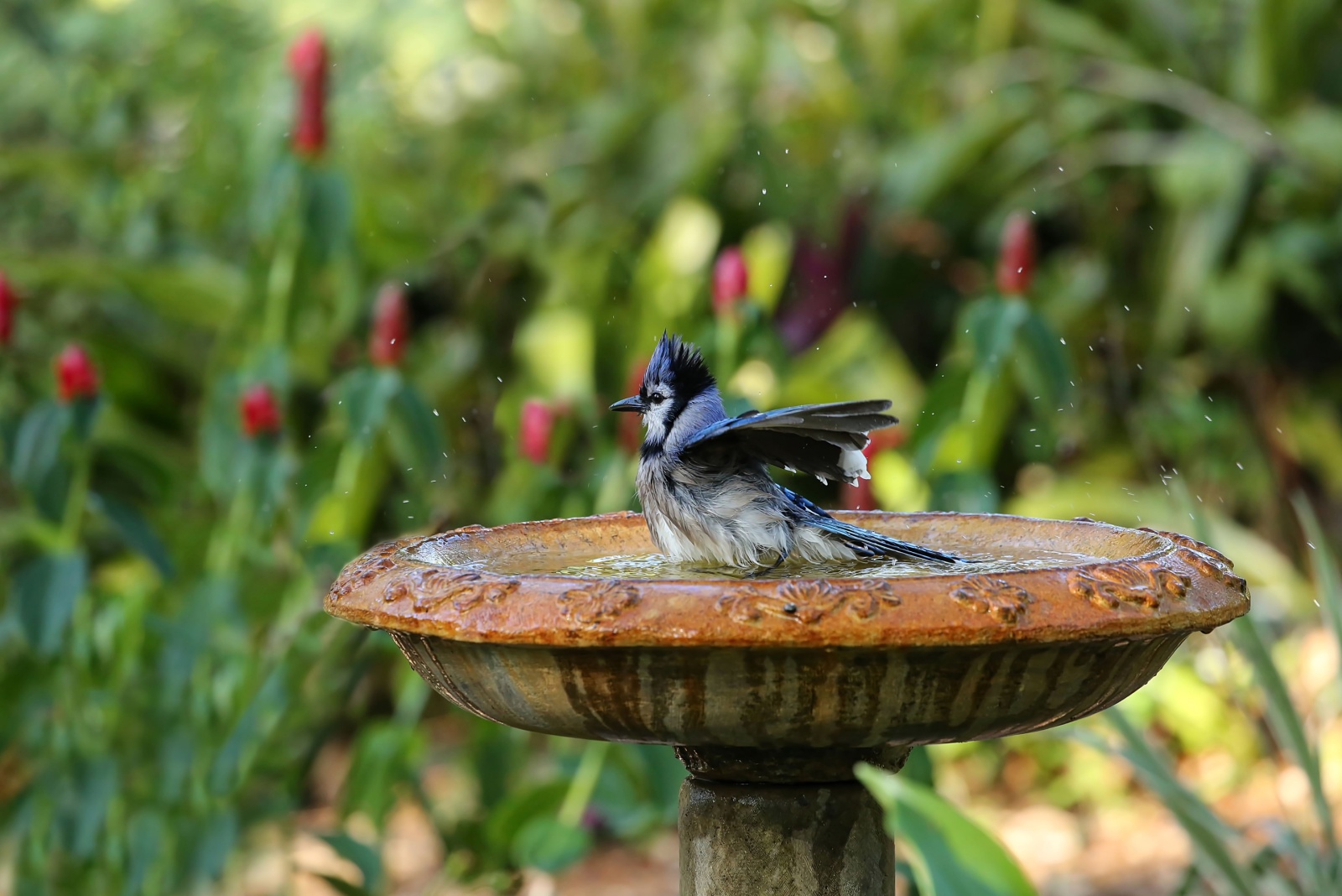 8 Birdbath Mistakes Nevada Gardeners Don’t Realize Are Scaring Birds Away (And How To Fix Them)