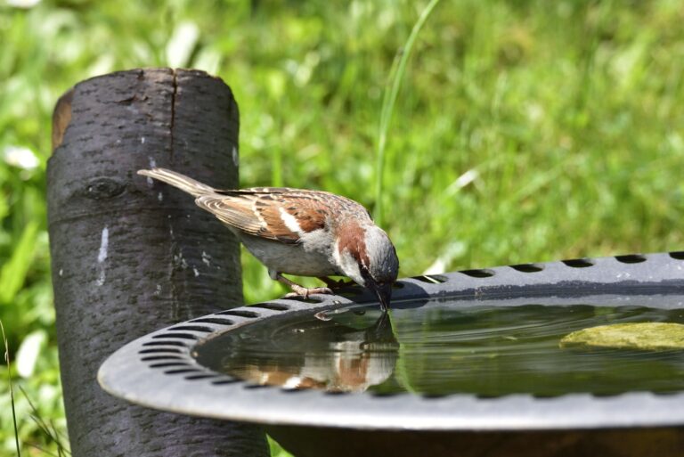 House sparrow in a bird bath