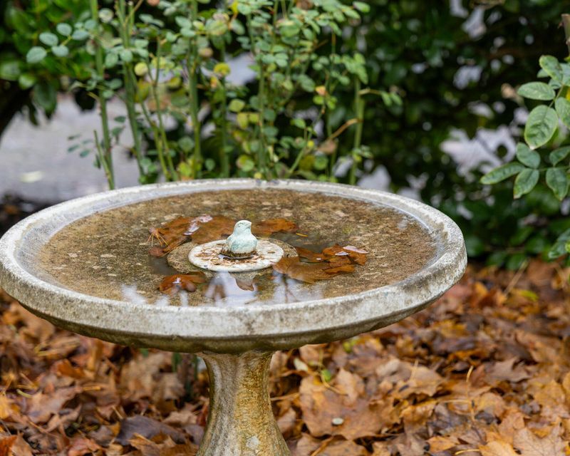 Placing Birdbaths In Deep Shade Under Evergreens