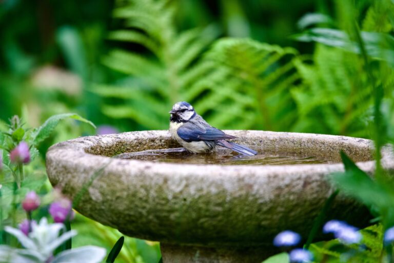 bird in a birdbath
