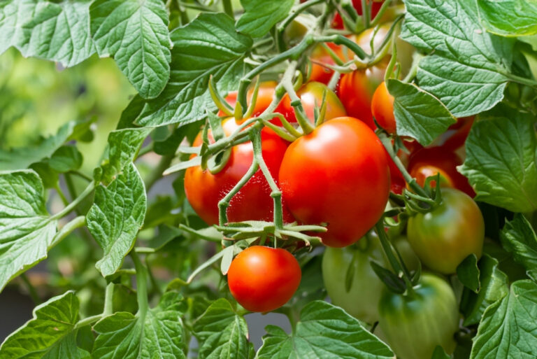 Tomatoes (featured image)