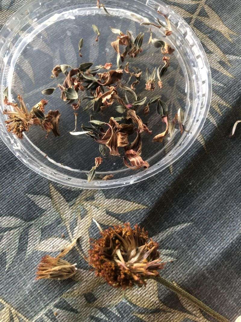 Seed Collection
