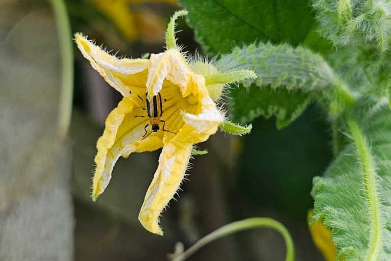 Striped cucumber beetle