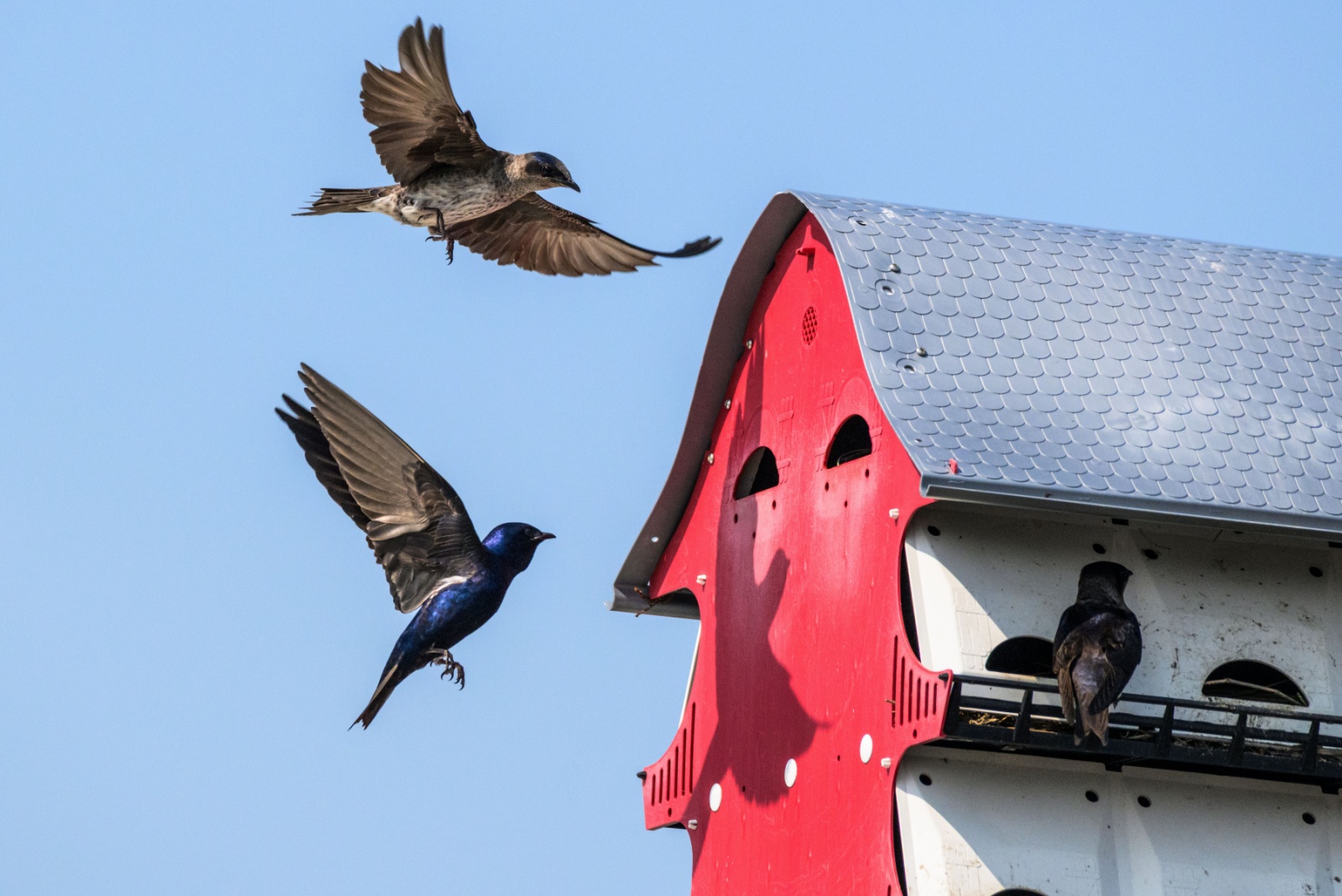 8 Easy Tricks South Carolina Gardeners Use To Attract Purple Martins
