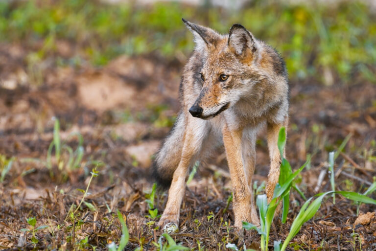 Coyote (featured image)