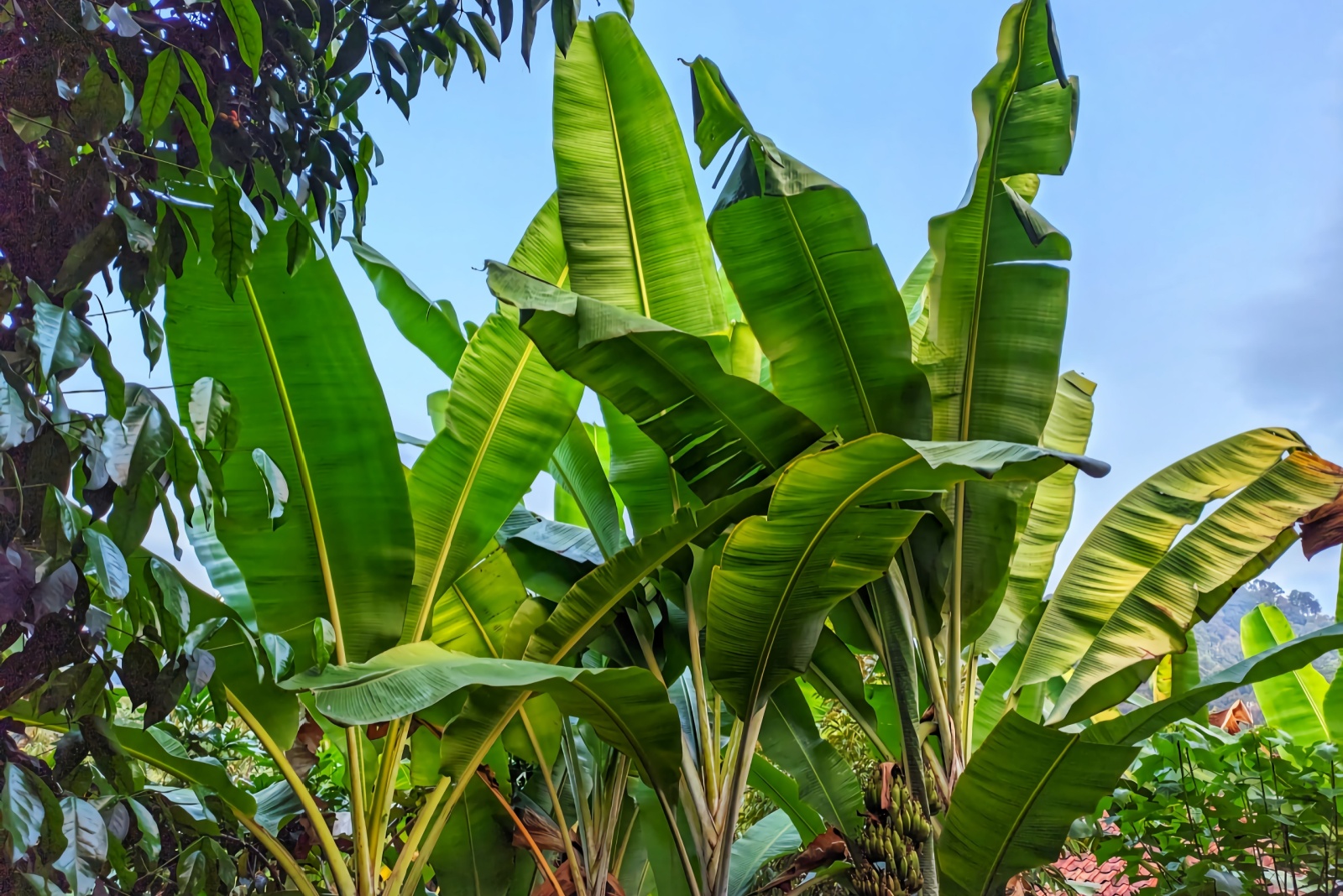 8 Fruit Trees You Should Avoid Planting In Virginia