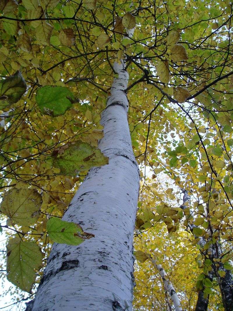 Paper Birch