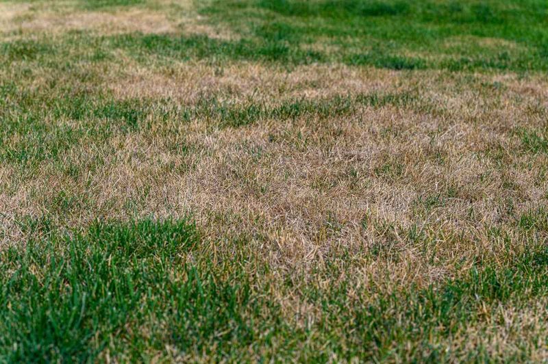 Scalping Your Grass During Drought