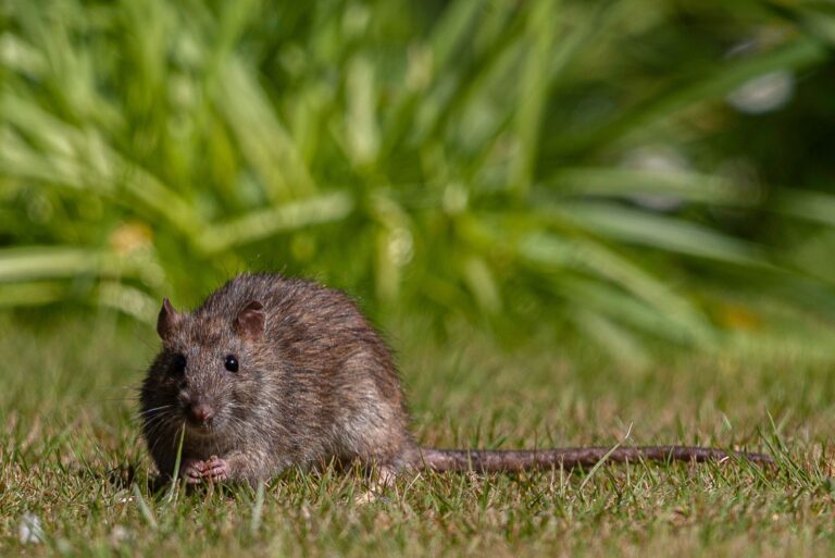 Common rat eating bird seed on the grass