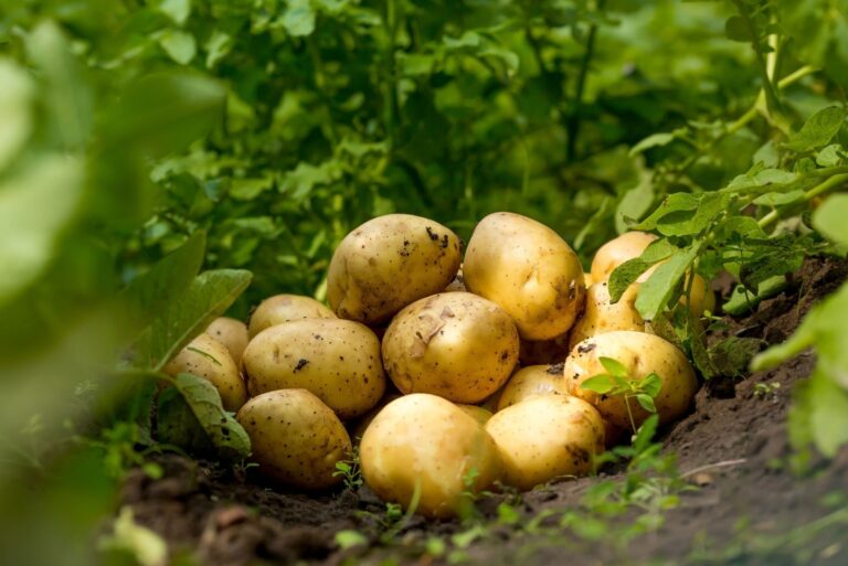 Fresh organic new potatoes