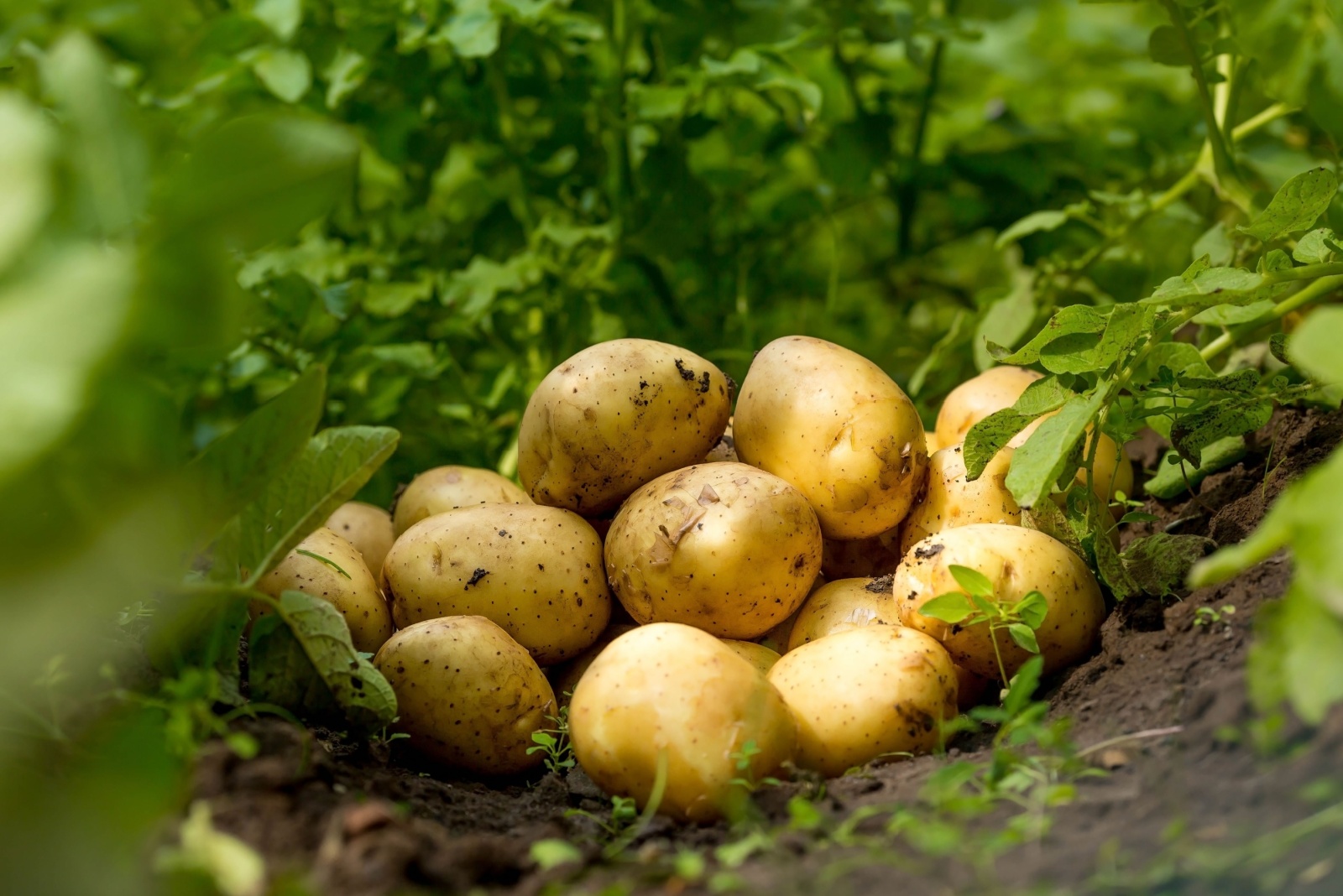 8 Potato-Growing Secrets Idaho Gardeners Swear By In Late Summer