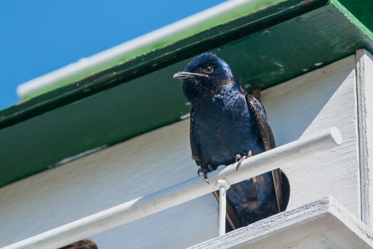 A male Purple Martin is perched on the balcony of his bird house