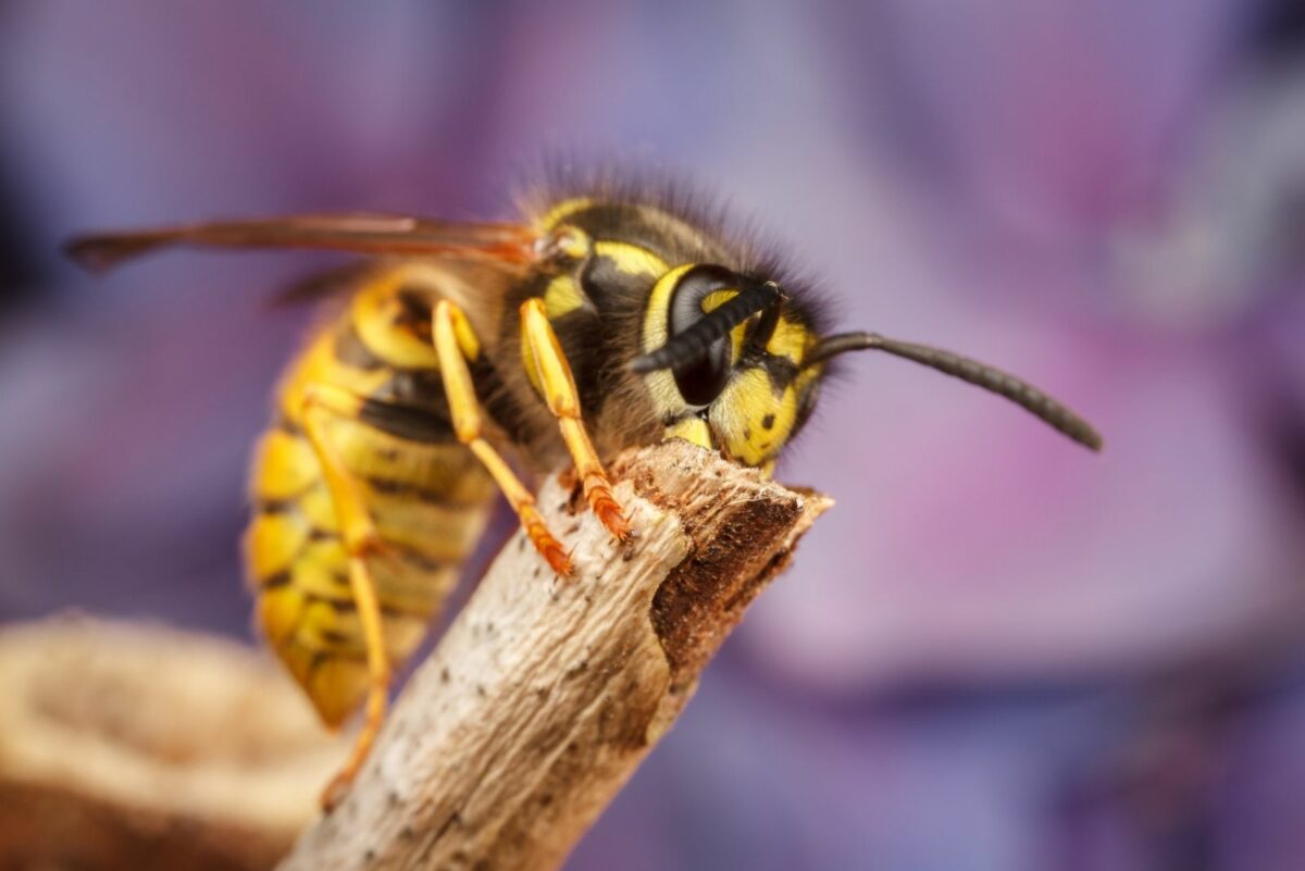 Surprising Pictures Of Yellow Jacket Photos