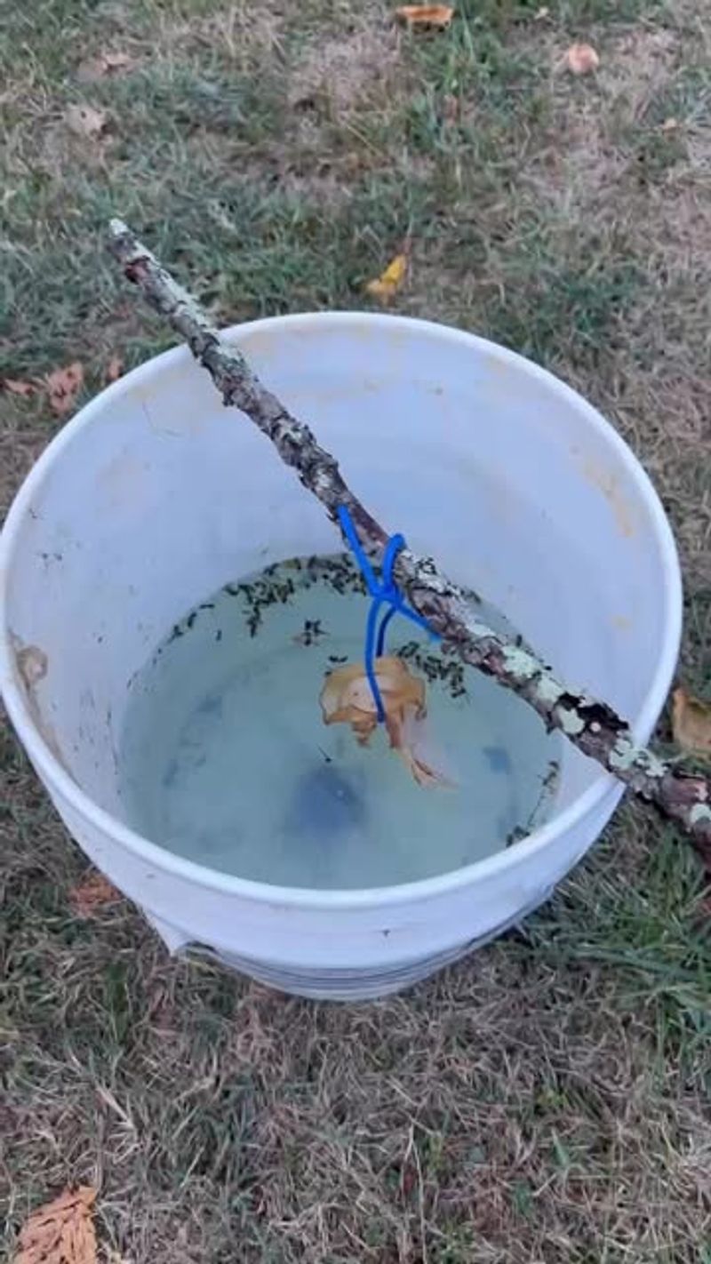 Set Up Soapy Water Traps