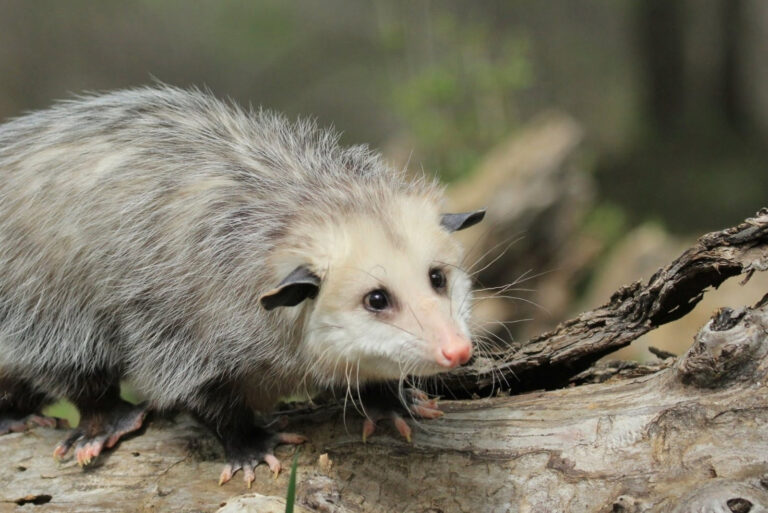 Possums (featured image)