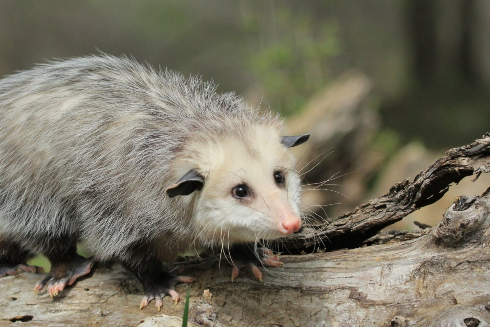 8 Reasons Arkansas Homeowners Shouldn’t Rush To Kick Possums Out