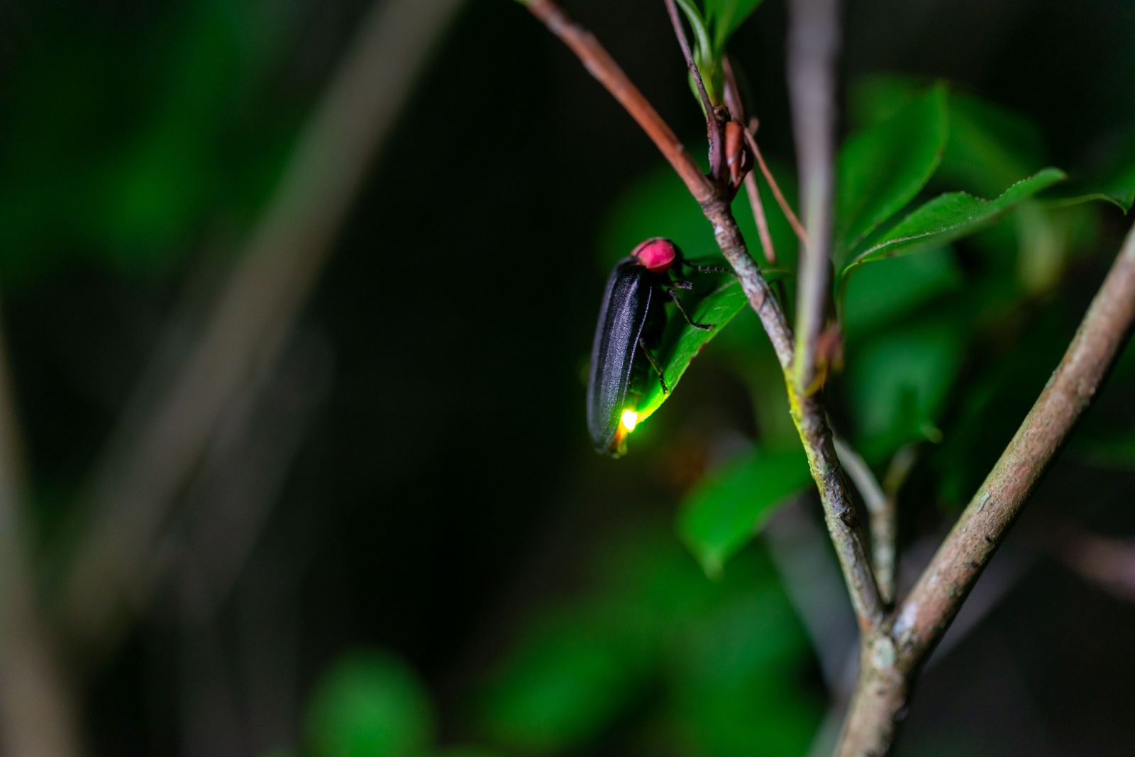 8 Reasons Fireflies Are Disappearing In North Carolina