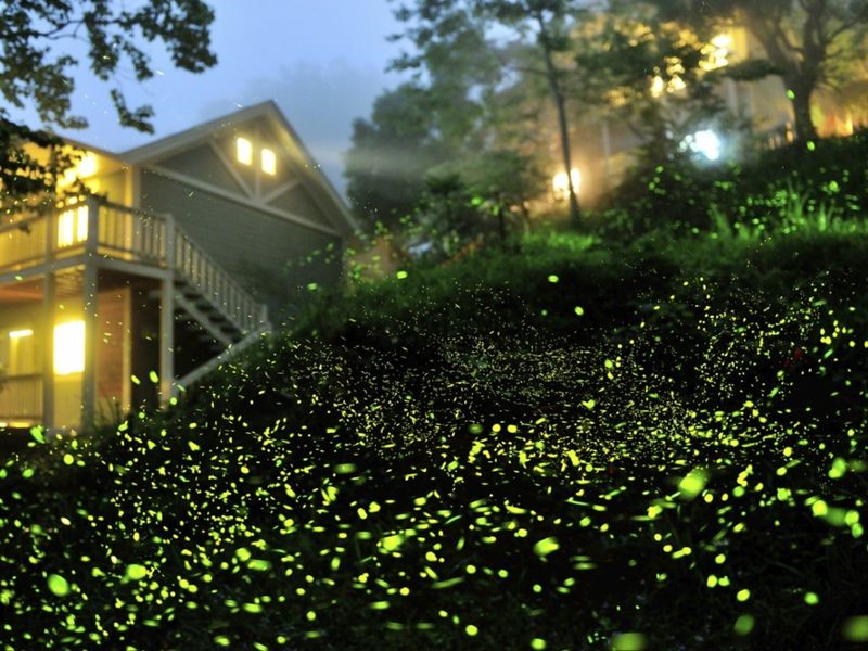 Light Pollution Disrupts Mating Signals