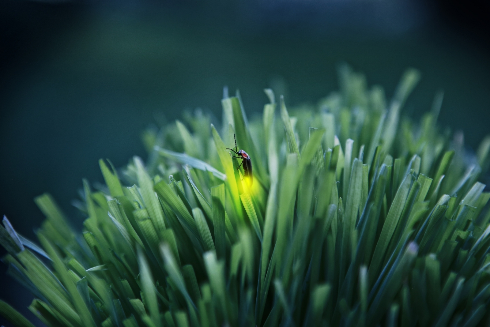 8 Reasons Fireflies Are Slowly Disappearing In Missouri