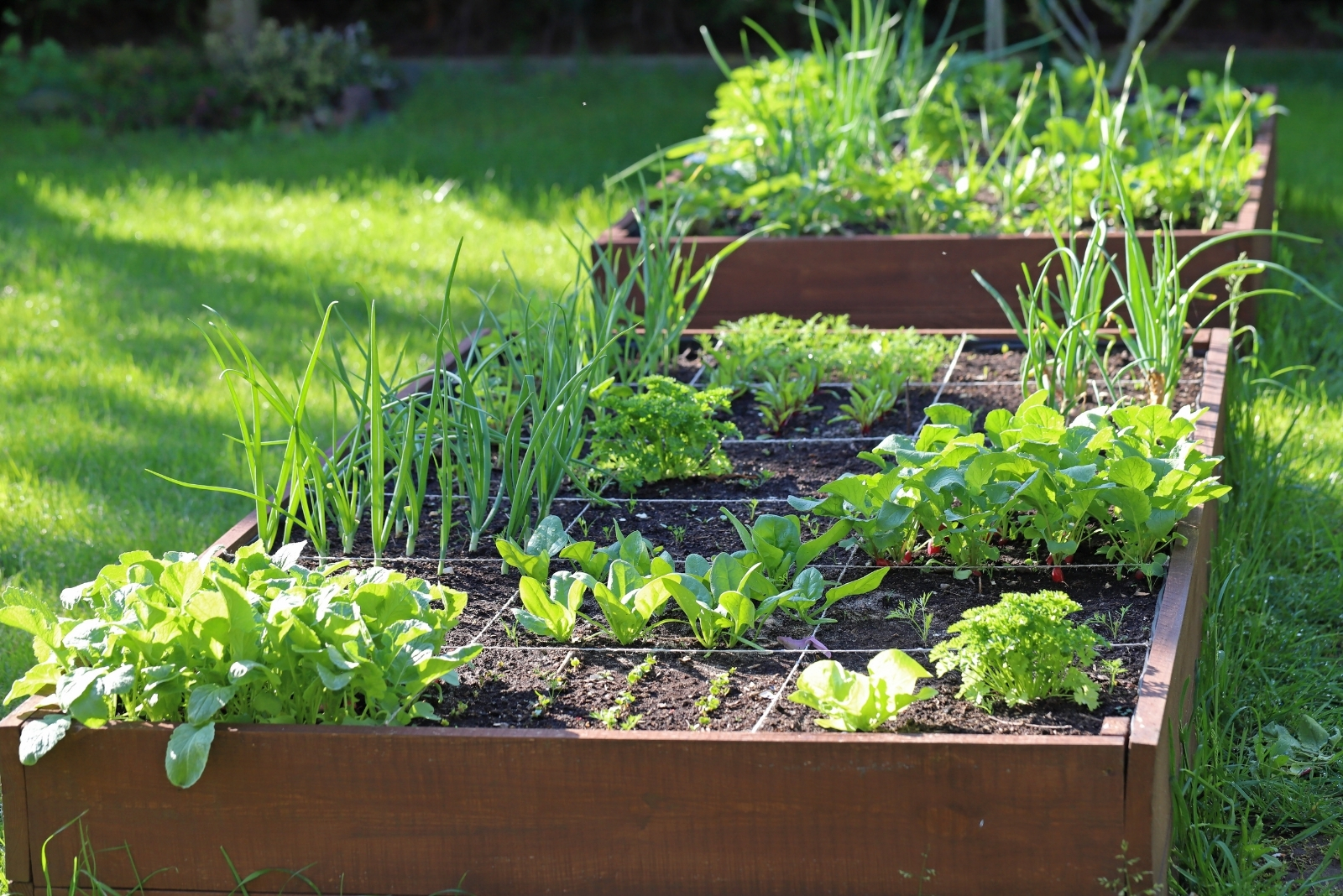 8 Reasons Florida Gardeners Start Kitchen Gardens In Fall