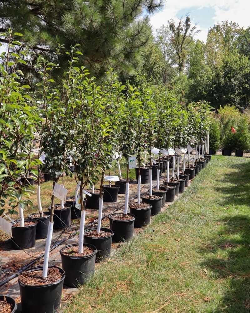 Perfect Growing Temperatures